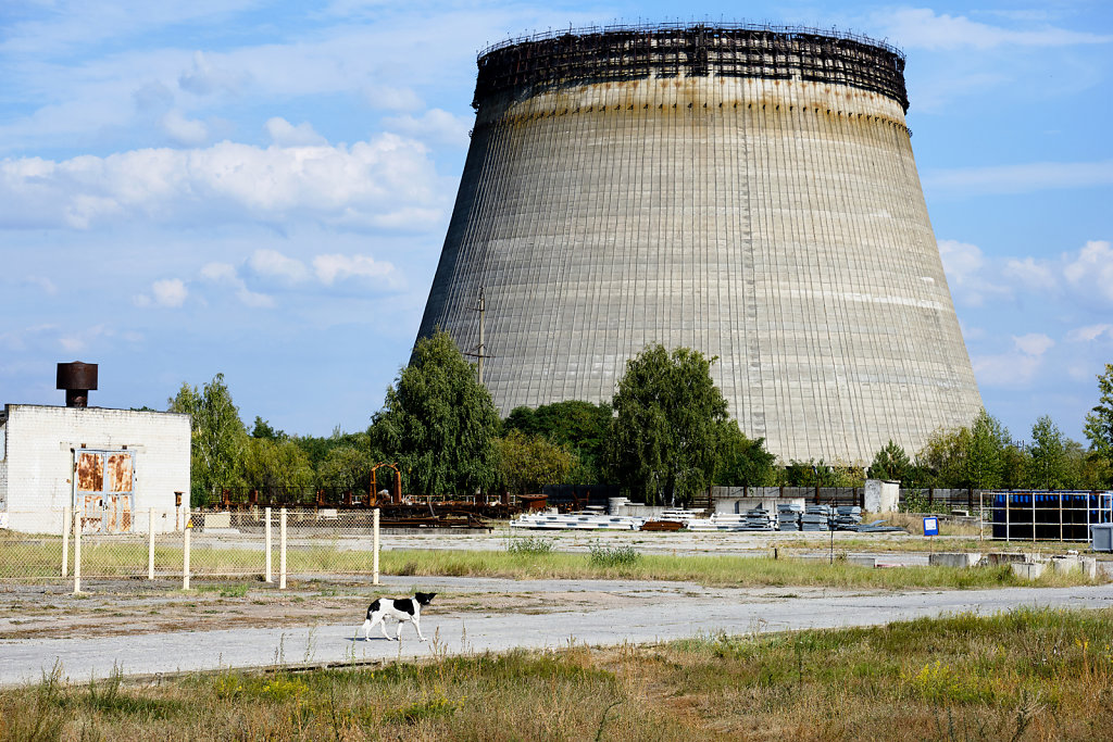 chernobyl-dogs-prypjat-zone-1.jpg