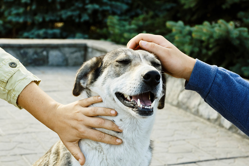 chernobyl-dogs-prypjat-zone-4.jpg